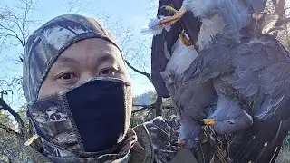 Bandtail 2025 Limit