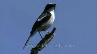 Dark Grey Bush Chat calling