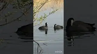 Qaşqaldaq səsi/Голос Лысуха/The Voice of the Coot