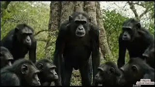 Life 37 Million Years Ago  When Our Ancestors Came Face to Face with Orangutans_R