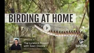 Birding at Home Episode 8: The Lyrebird Project with Sean Dooley
