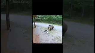 Cat Save Baby Life form Bear #cat #bear #dangerous #animals #catvideos
