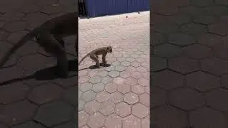 BATU CAVES İNDİAN TEMPLE #gezgin #travel #malezya #batucaves #malaysia #monkey