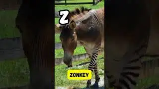 Z Things for Kids | Learn Words Starting with Z | Short Phonics & English | #abcd #kids #shorts