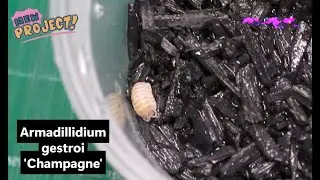 Armadillidium gestroi 'Champagne' : NEW isopods project