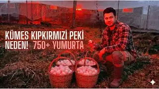 Komşular 