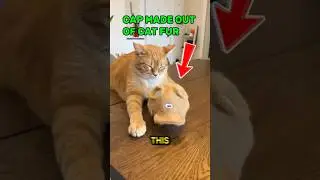 Этот владелец сделал шапку из кошачьего меха 😂 #кошка #питомцы #жизньживотных #смешно #шорты