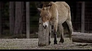 Canon EOS R5, 8K RAW footage, animals, Bruderhaus in Switzerland