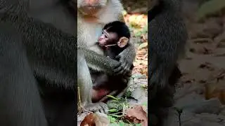 Monkey Grab In Cambodia Good All Monkeys In Khmer #247