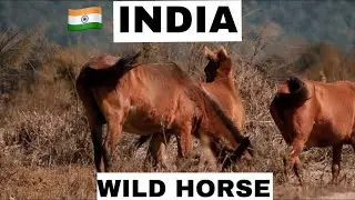 Wild Horse | Wild northeast