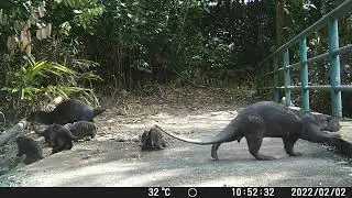 Smooth-coated Otter Family - Caught on trailcam