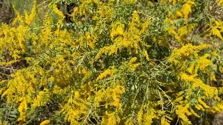 Beekeeping | Are the Bees Building Up On Goldenrod?