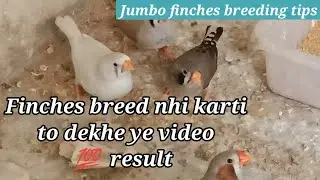 jumbo finches breeding tips || jumbo finches colony || jumbo finches breeding progress || bird avair