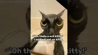 Not just a kitty #memes #cats #funny