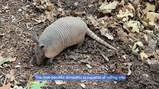 Kids Edition - Amazing Mammals - 10 Unique Animals You Must Know - Fascinating Species