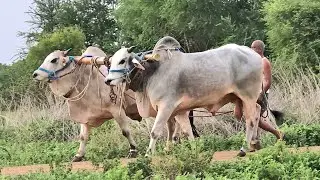 TSR Infra Thota Srinivasarao gari Bheemudu Chatrapati bulls koppuravuru
