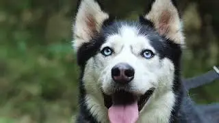Real Nature Wilderness Hund