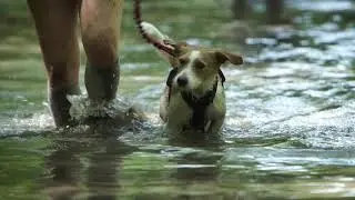 Hard Dog Race Harness - powered by JULIUS-K9&reg;