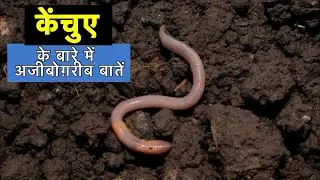 22 interesting facts about earthworms || Interesting facts about earthworm in Hindi