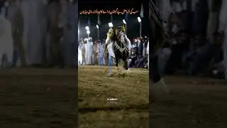 Niza Bazi Padshahah Chakwal #viral #horse #goldenboy