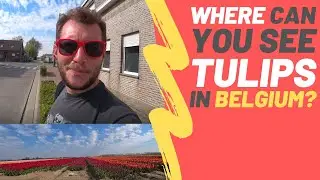 Where can you see tulips in Belgium? 🌷 🇧🇪