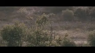 4K Video Nature Documentary Clip Footage, Dark Horror Cinematic LUT.