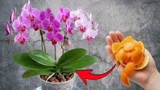 Place A Piece Under The Base Of A Blooming Orchid&mdash;it Will Suddenly Burst Into Bloom.