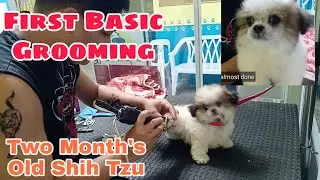 First Basic Grooming Two month's Old Shih Tzu Puppy | Samson