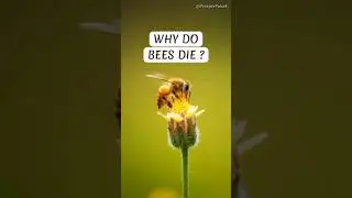 Why Bees Die After They Sting You 😳 #shorts