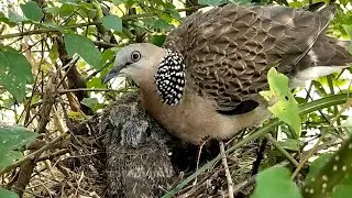 Adorable Moment: Parent Bird Feeds Chicks | Border Birds
