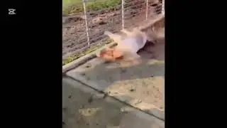 honse falls twice + fish jumpscare