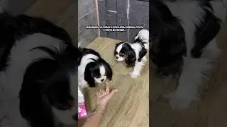 Зубная паста #565448733