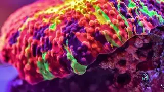 Reefs.com Coral Series : Discosoma Mushrooms