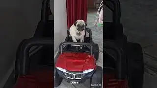 Heidi the Pug on a Thar drive 😎🐾 | Dog Stars #trendingshorts #viral #subscribe #doglover #pug #trend