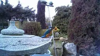 Eisvogel am Koiteich
