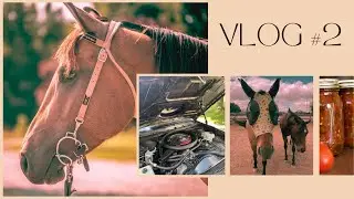 Canning, El Camino, Senior Horses + Tough Ride on a 4 YR old Colt | Summer Vlog 2
