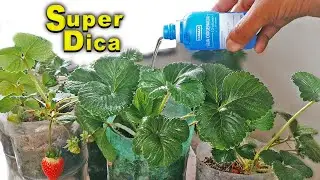 Coloque isso nos seus morangos hoje 🍓 INCRÍVEL