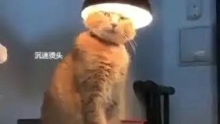 Lamp Cat