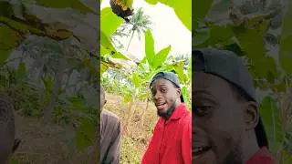 Plantain Harvest By The Agro-Real Estate Guru #agriculture #trending