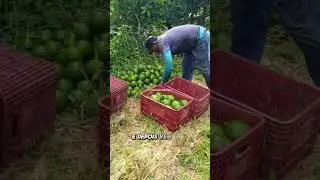 Como &eacute; feita a colheita do abacate?