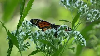 Tennessee state park restores habitat for migrating Monarch butterflies