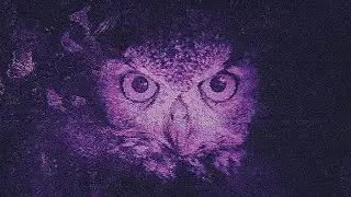 𝐒𝐚𝐫𝐯 - 𝐒𝐢𝐫𝐚𝐧𝐜𝐞