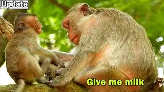 Warn bite baby refuse feeding milk! Monkey Scarlet very boring by hard warn baby stop try ask milk