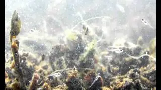 Nothobranchius rubripinnis hatched fry 0002.wmv