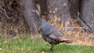 Stock Video - Group of Turkey as they graze in the mountains in Utah