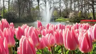 Enjoy the beauty of the spring garden - Keukenhof 2021