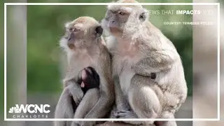 USDA warns South Carolina research facility after monkey deaths
