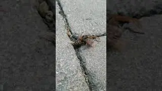 B&aring;lgeting i m&ouml;rdartagen