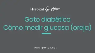 C&oacute;mo medir la glucosa en un paciente felino en casa (Oreja)