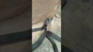 Why snake eat itself #snake #snakefacts #snakevideo #shorts
